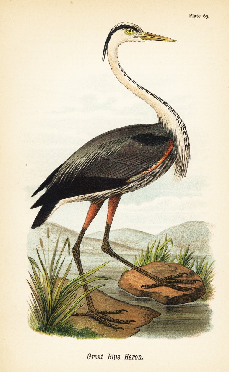 Grand héron, Ardea herodias - John James (after) Audubon