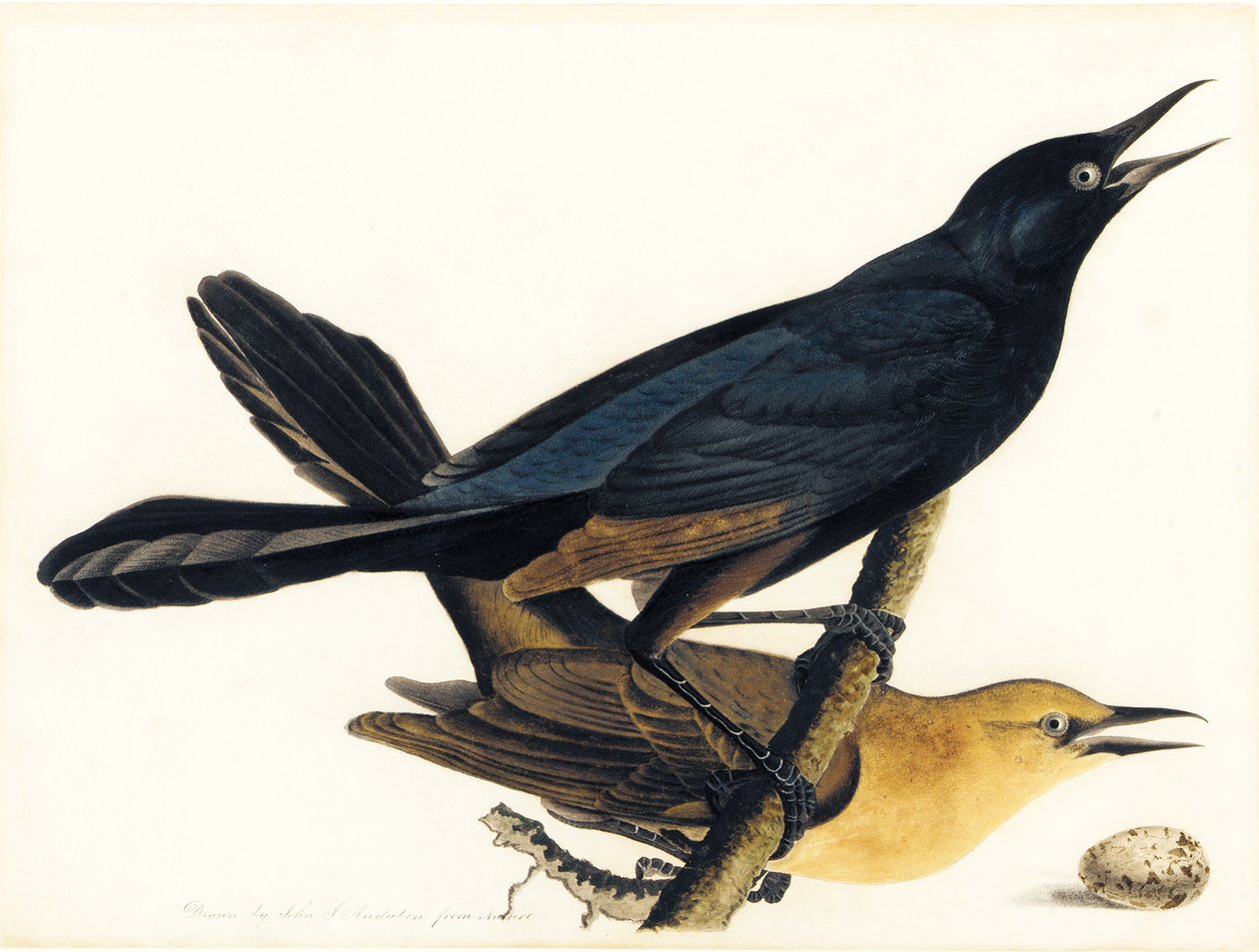 Un couple de Quiscales à longue queue - John James Audubon
