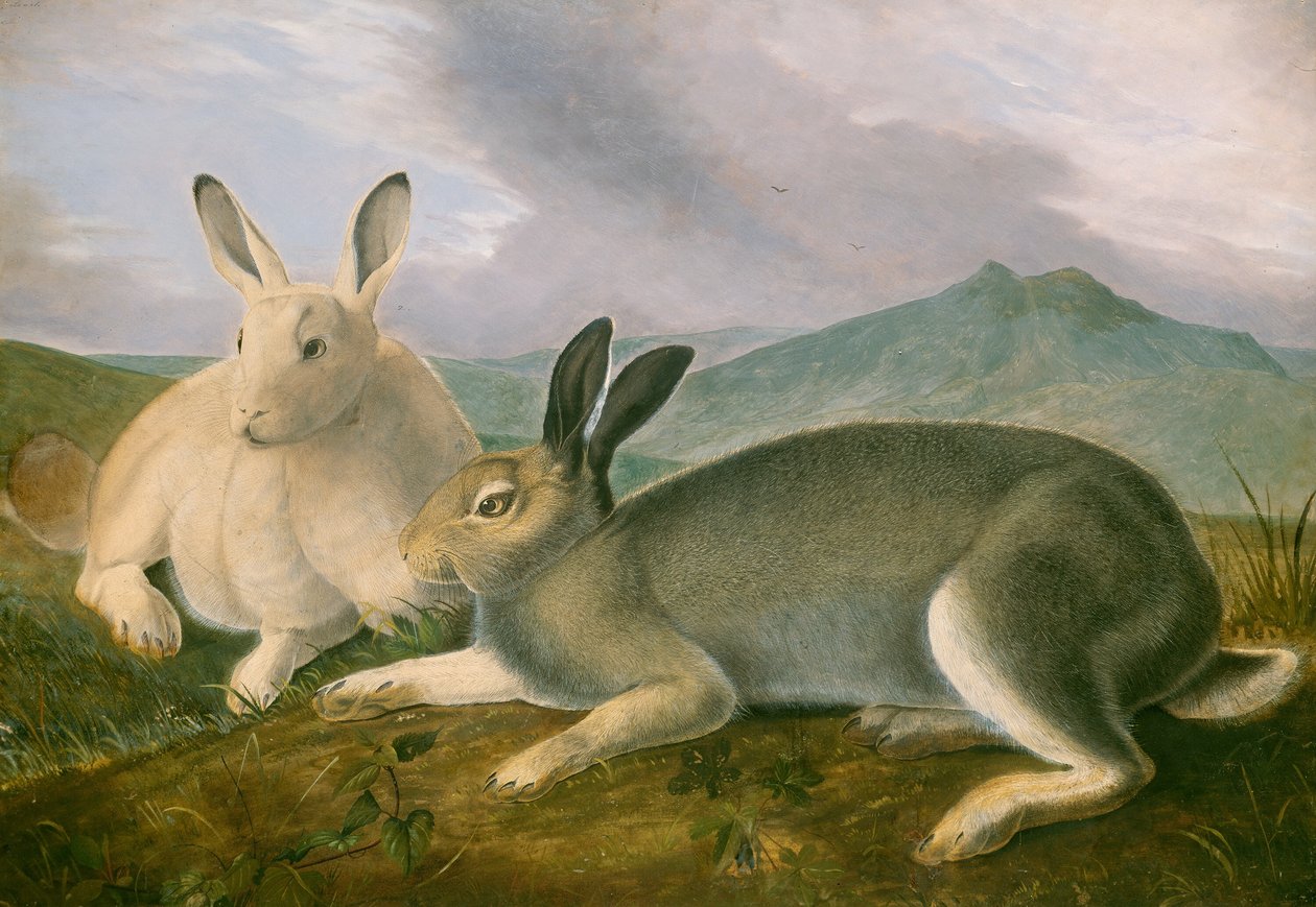 Lièvre arctique - John James Audubon