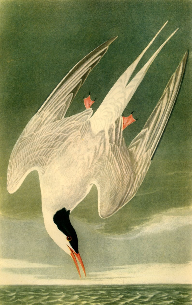Sterne arctique, 1835, 1942 - John James Audubon
