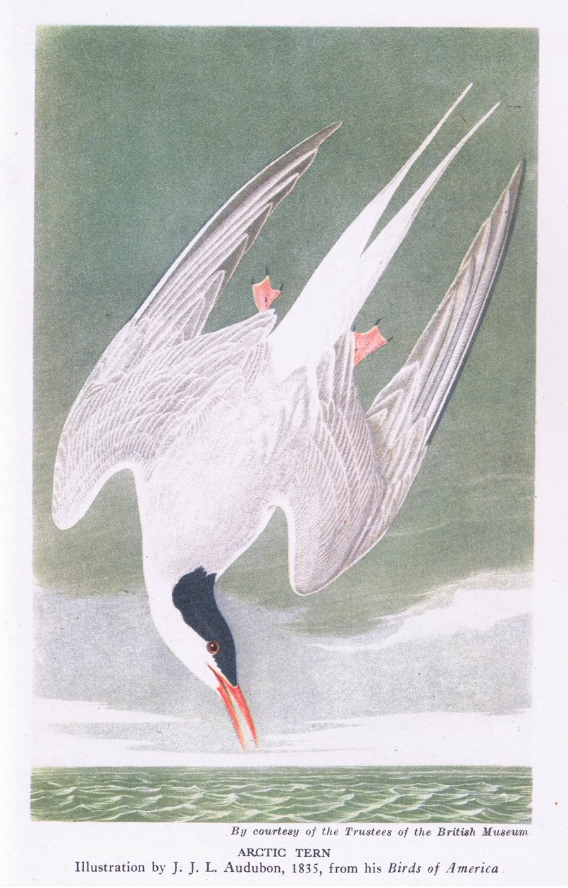 Sterne arctique - John James Audubon