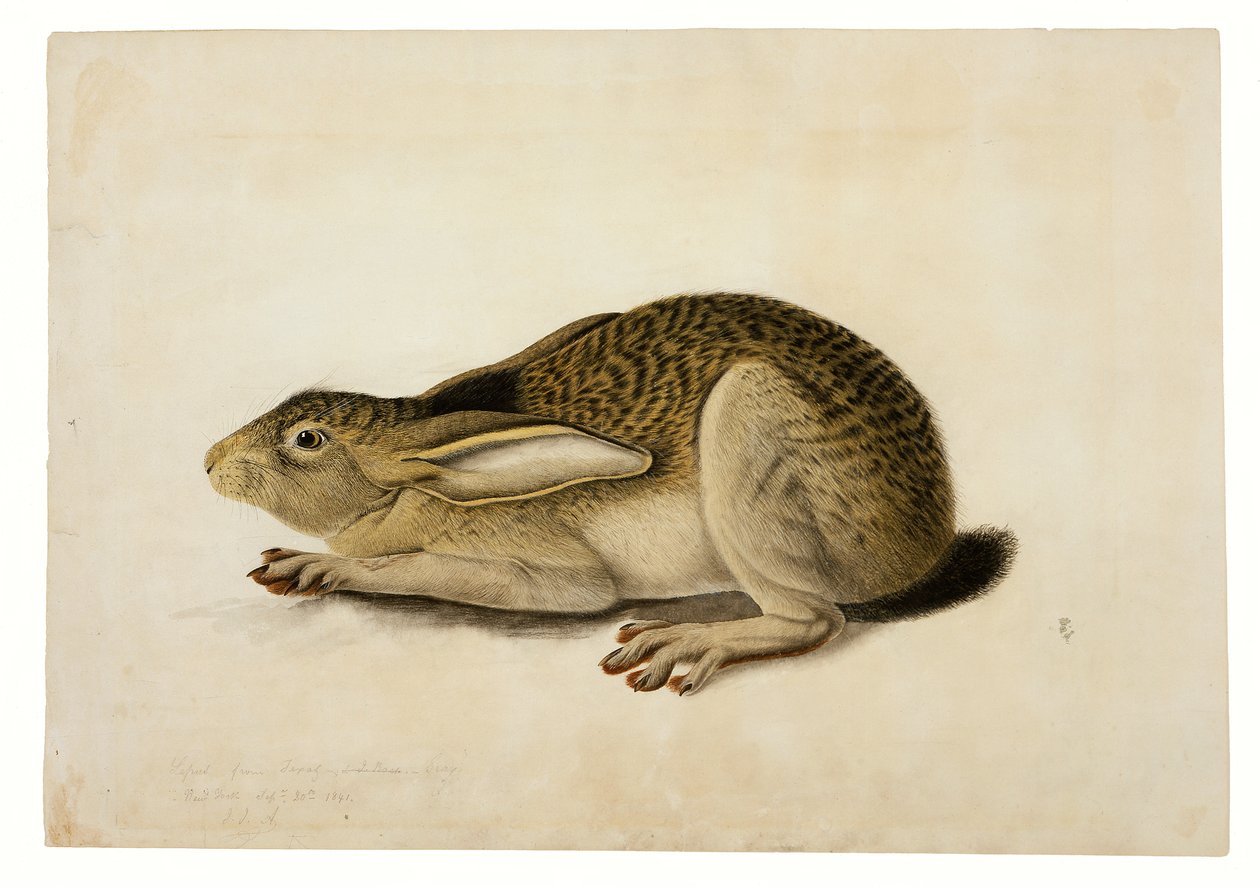 Lièvre à queue noire - John James Audubon
