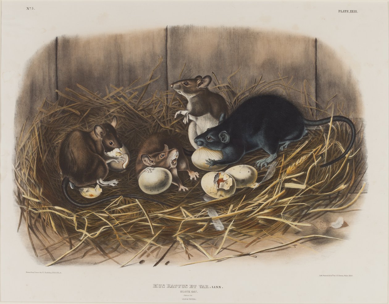 Rat noir, vers 1845 - John James Audubon