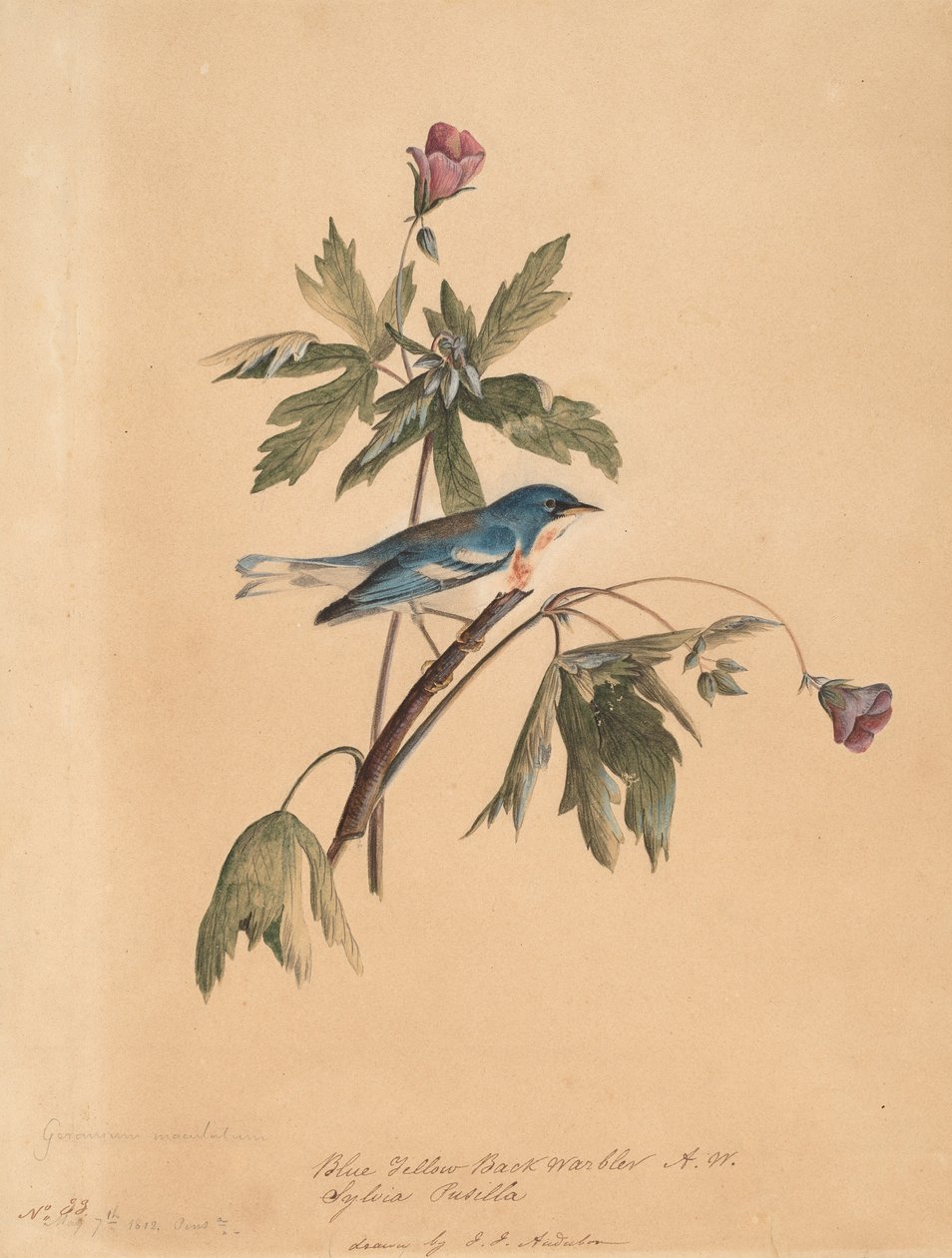 Paruline à Dos Jaune et Bleu - John James Audubon