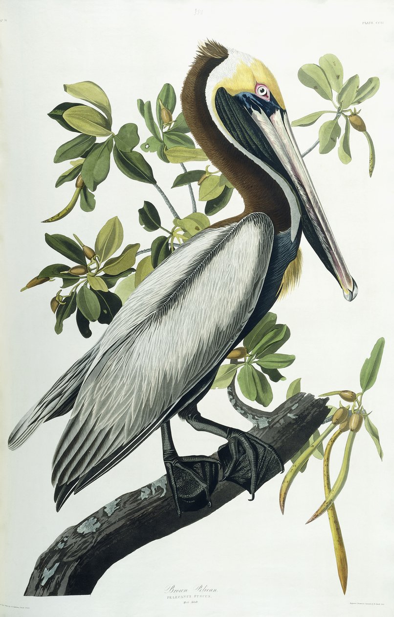 Pélican brun, 1835 - John James Audubon