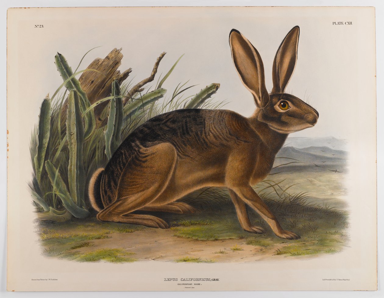 Lièvre de Californie, 1847 - John James Audubon