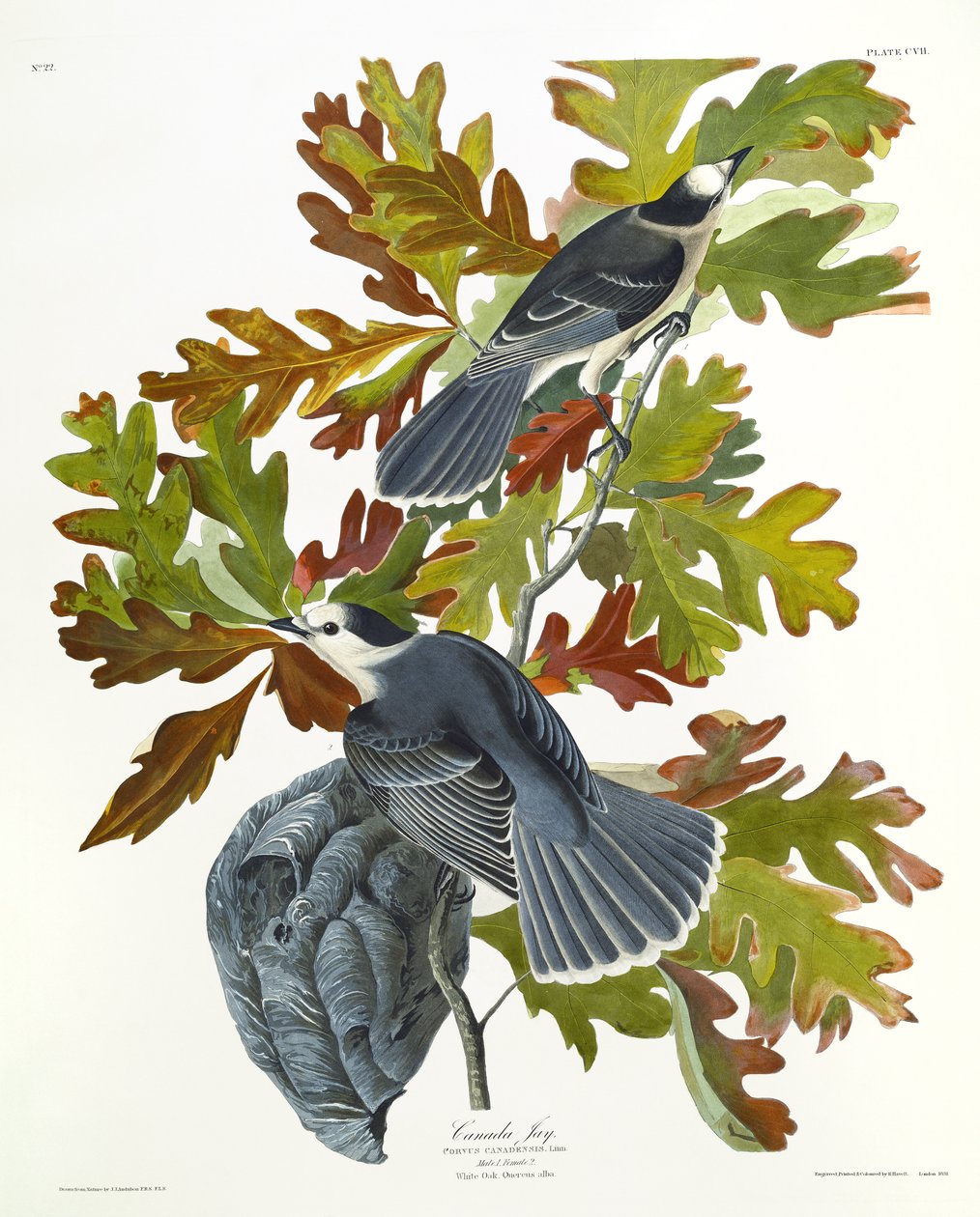 Mésangeai du Canada - John James Audubon