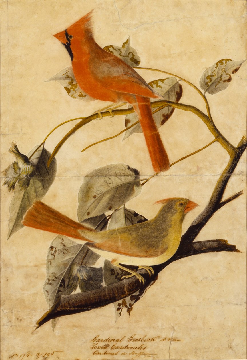 Gros-bec cardinal - John James Audubon