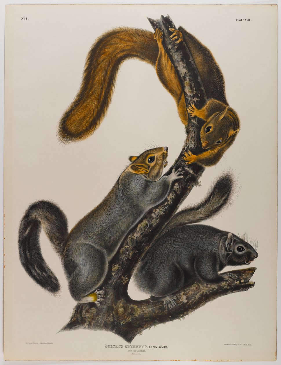 Écureuil chat - John James Audubon