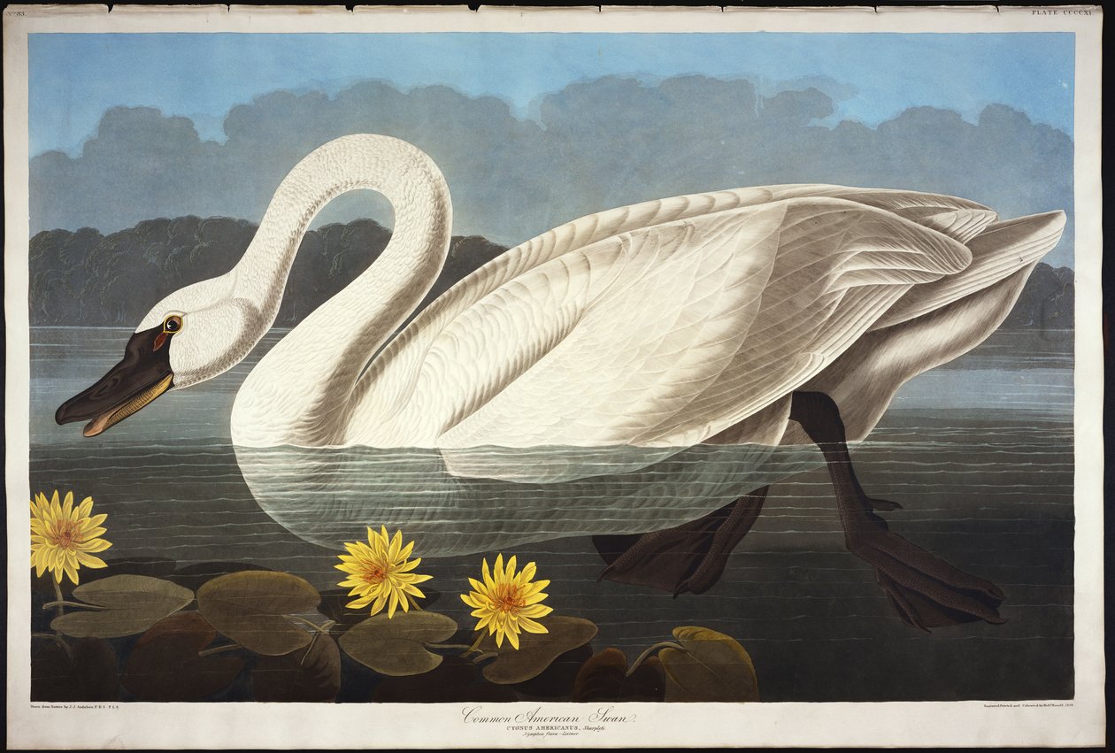 Cygne américain commun. Cygne siffleur - John James Audubon