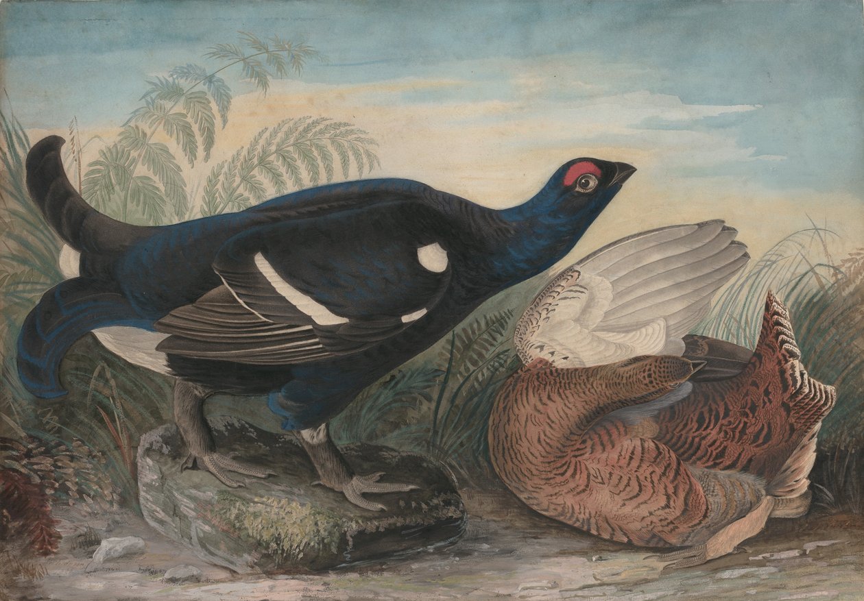 Coqs noirs anglais, 1828 - John James Audubon