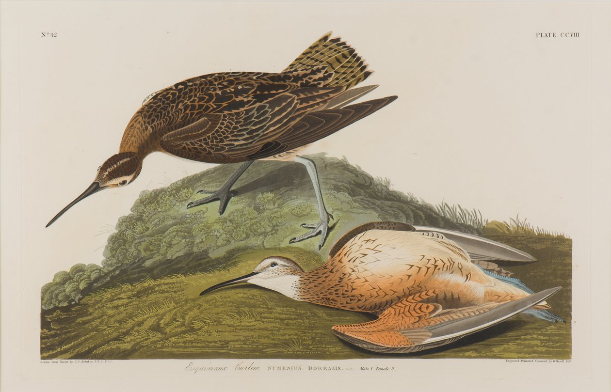 Courlis esquimau, 1834 - John James Audubon