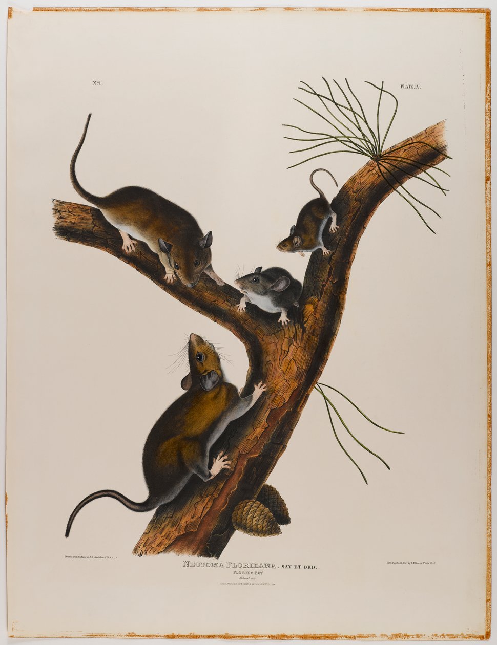 Rat de Floride - John James Audubon