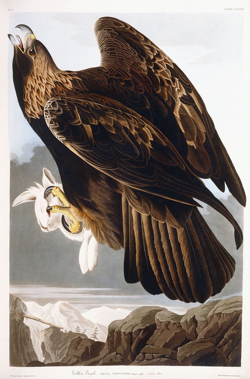 Aigle royal, 1833 - John James Audubon