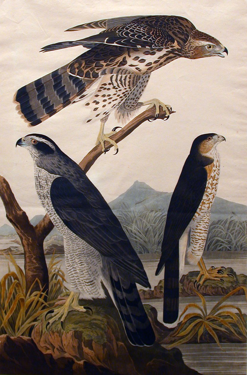 Autour des palombes, Stanley Hawk No. 29, 1830 - John James Audubon