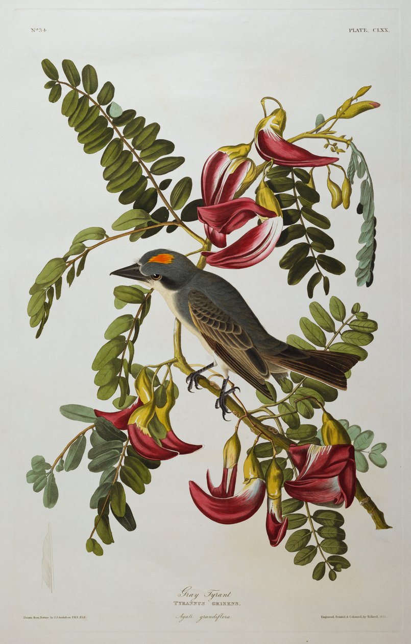 Tyran gris. Tyran gris - John James Audubon