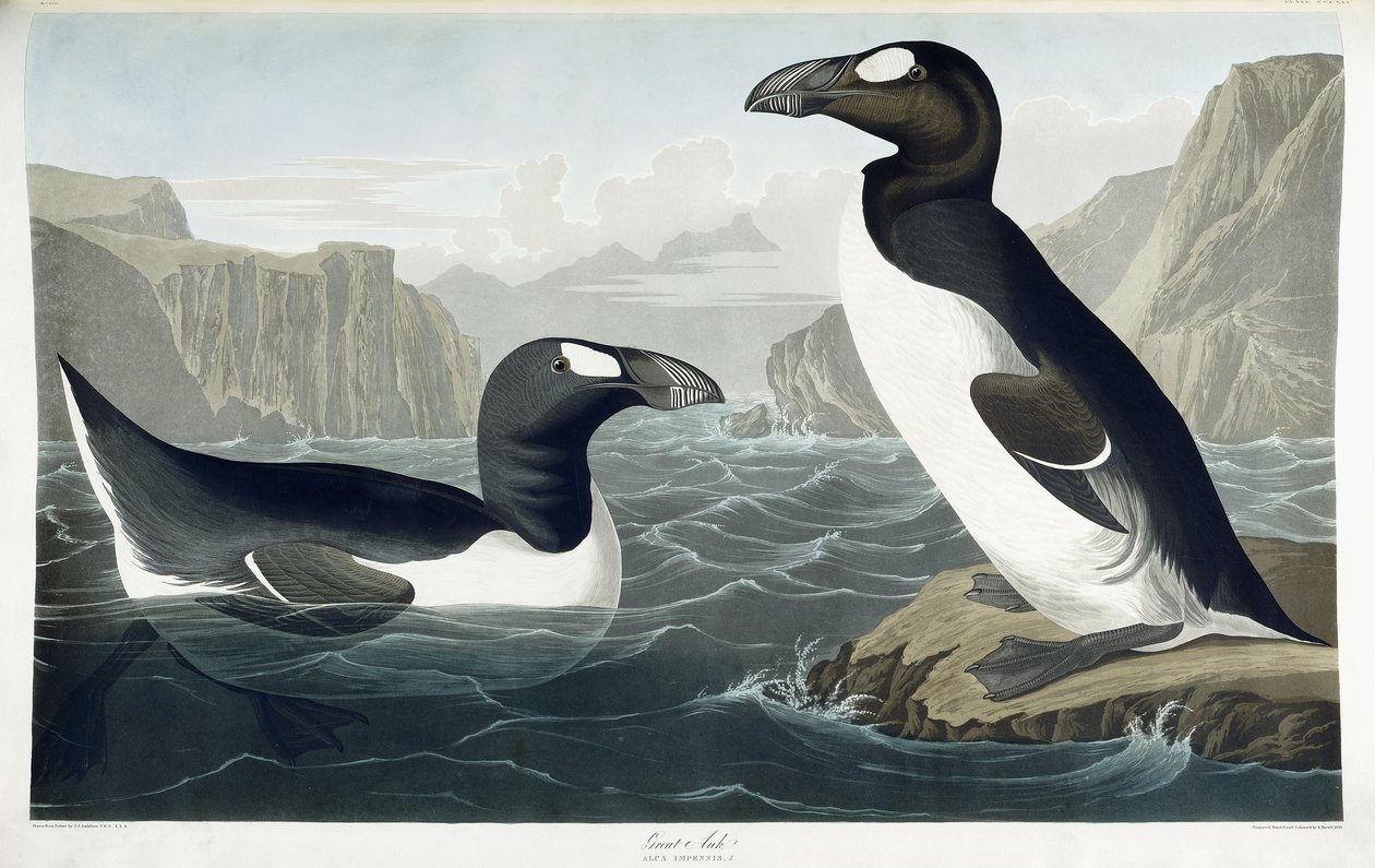Grand Pingouin, 1836 - John James Audubon