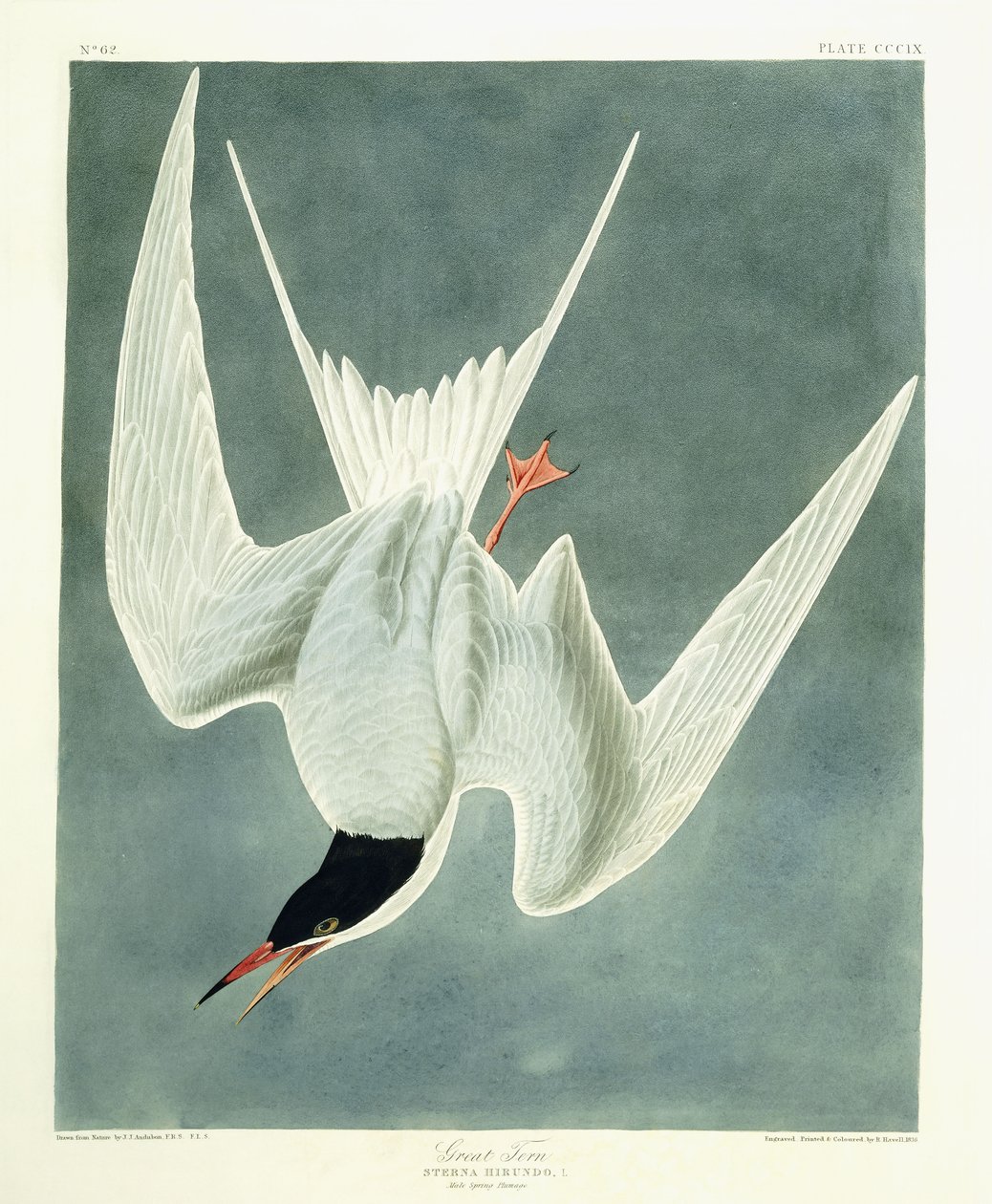 Grande Sterne, Mâle, Plumage de Printemps, 1836 - John James Audubon