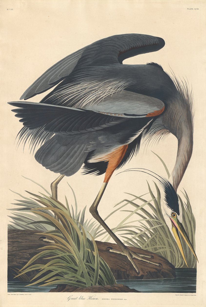 Grand héron bleu, 1834 - John James Audubon