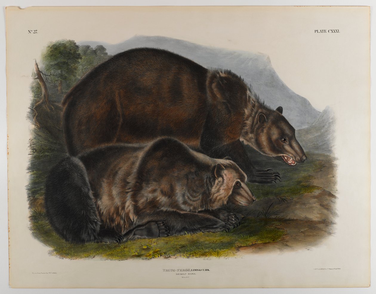 Ours grizzly - John James Audubon