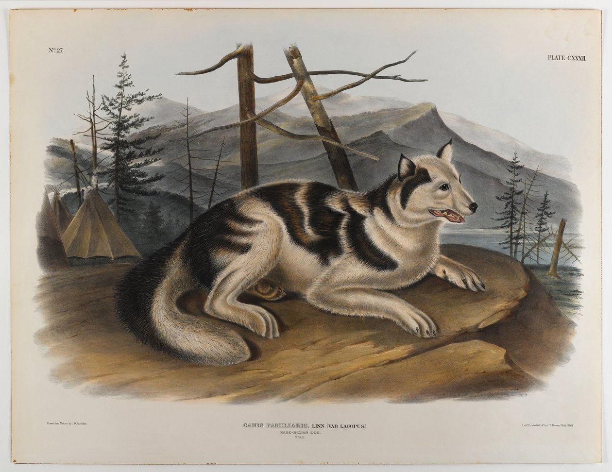 Chien indien lièvre - John James Audubon