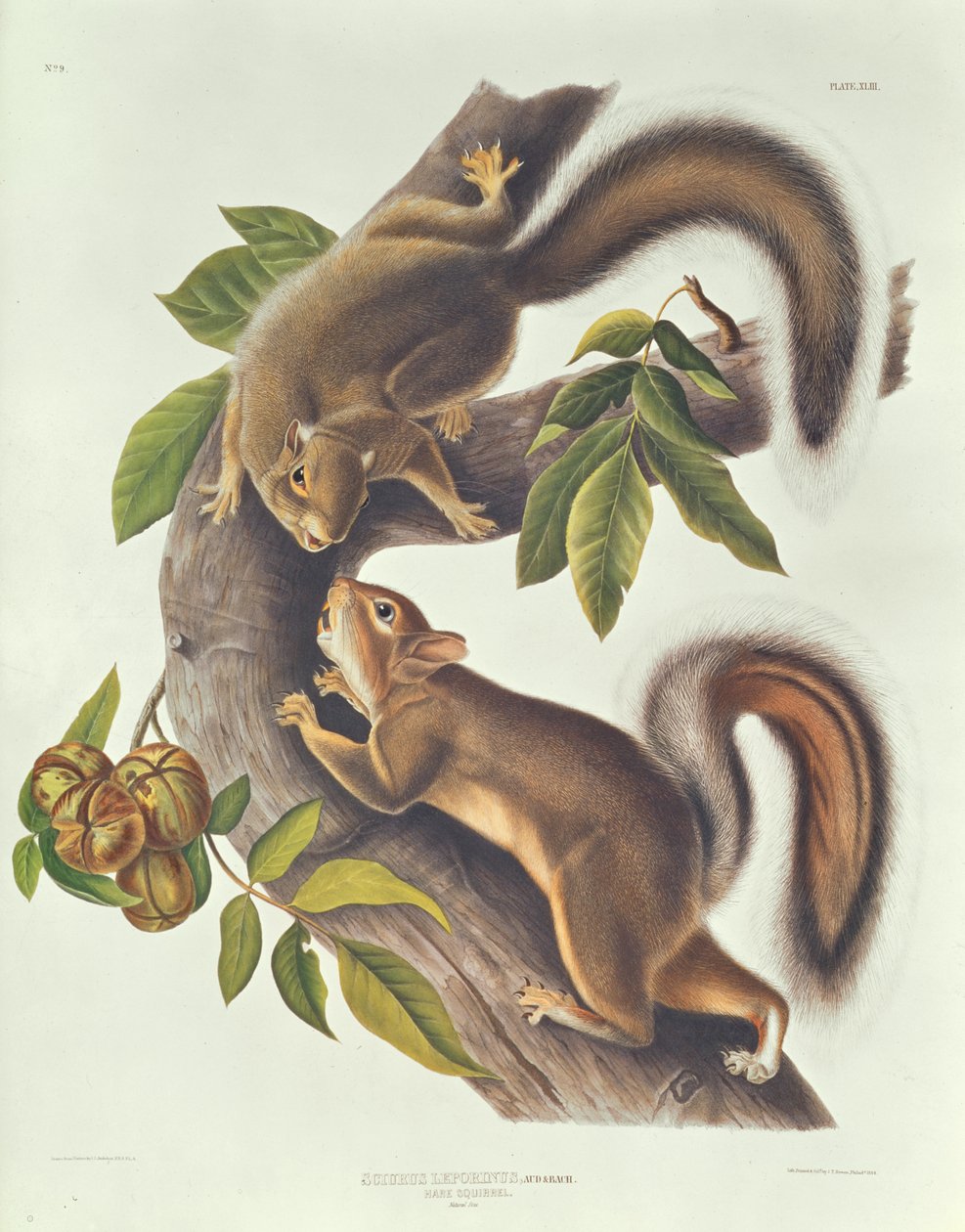 Écureuil lièvre (Sciurus Leoporinus) - John James Audubon