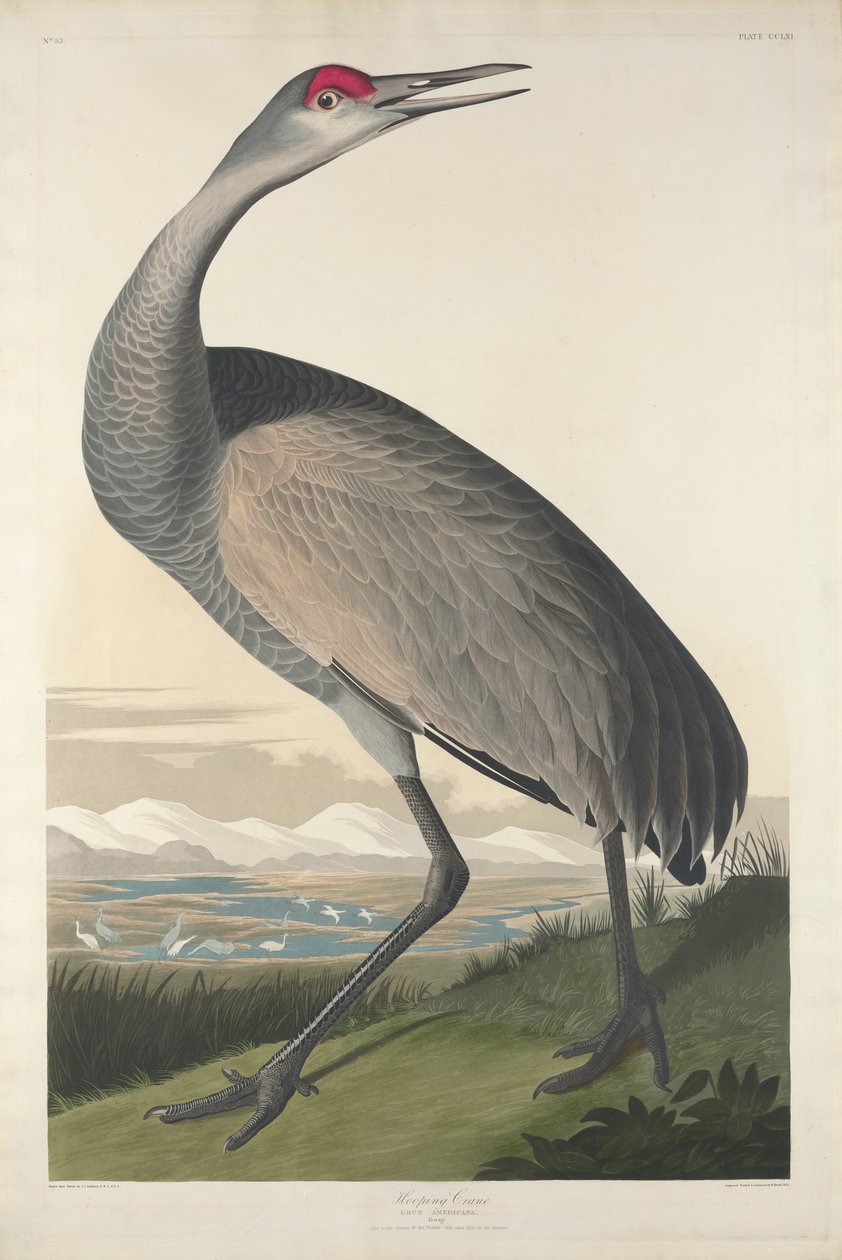 Grue blanche, 1835 - John James Audubon