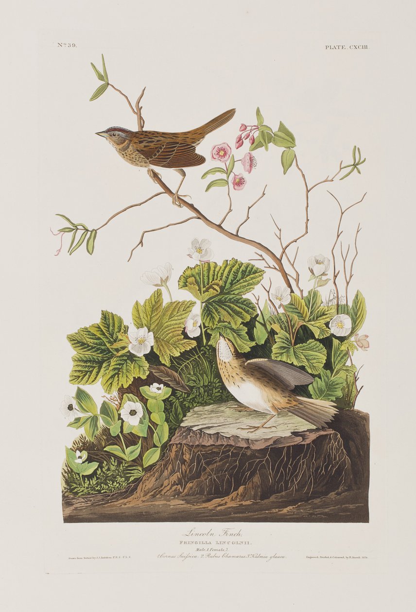 Illustration de 