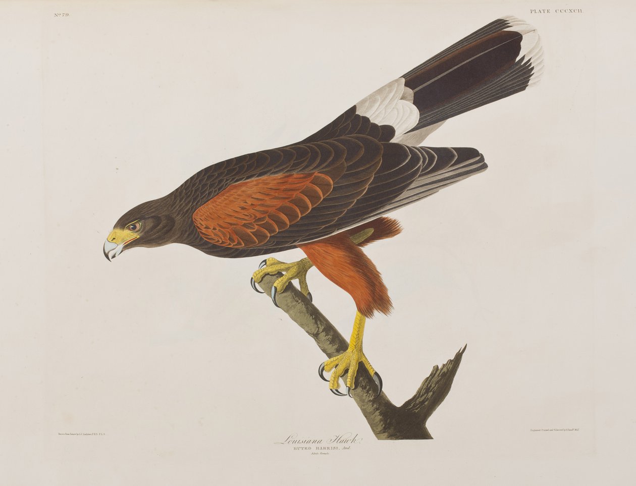 Illustration de 