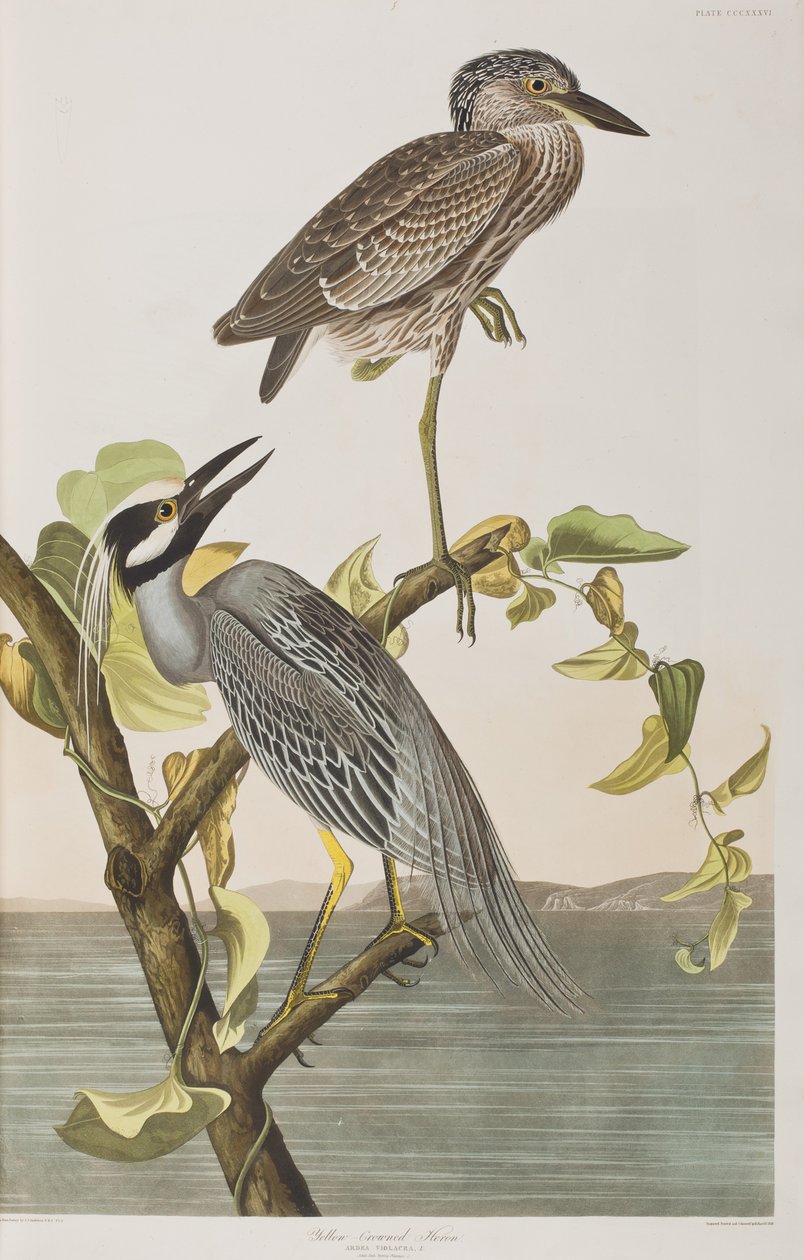 Illustration de 