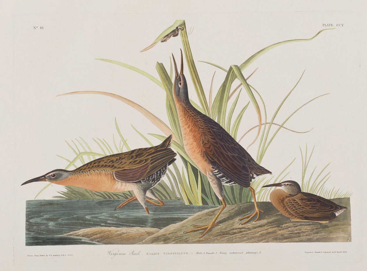 Illustration de 