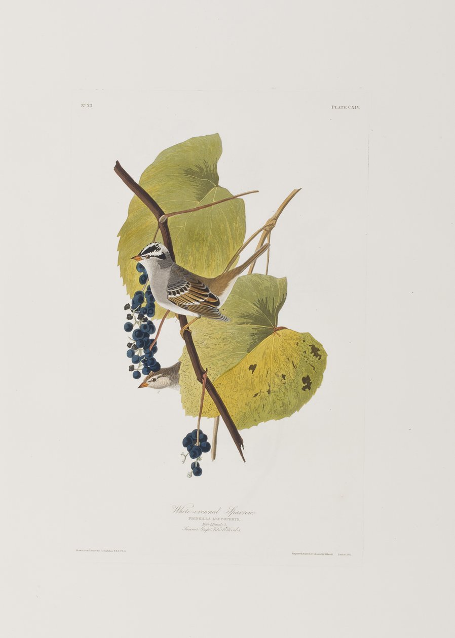 Illustration de 