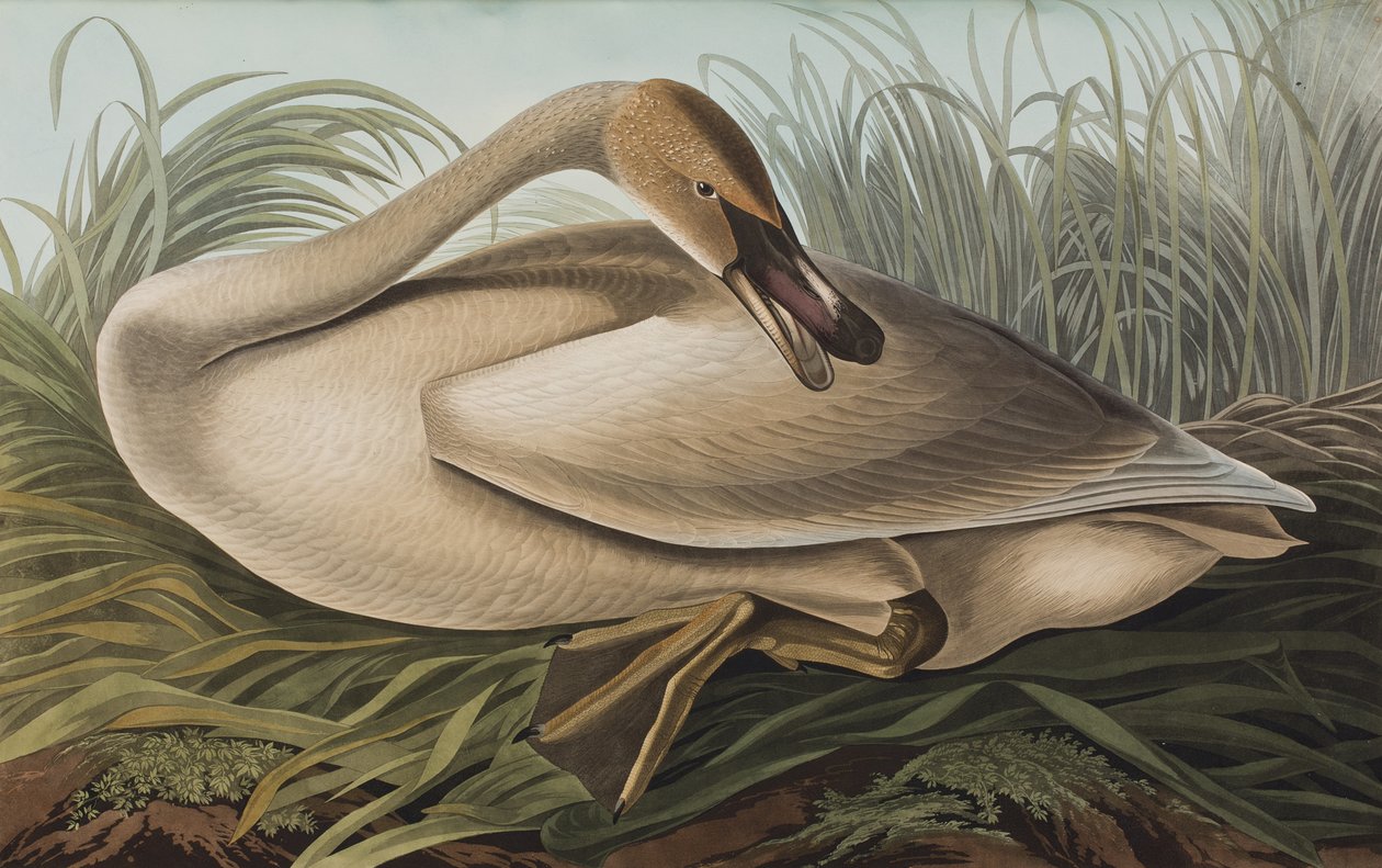 Illustration de 