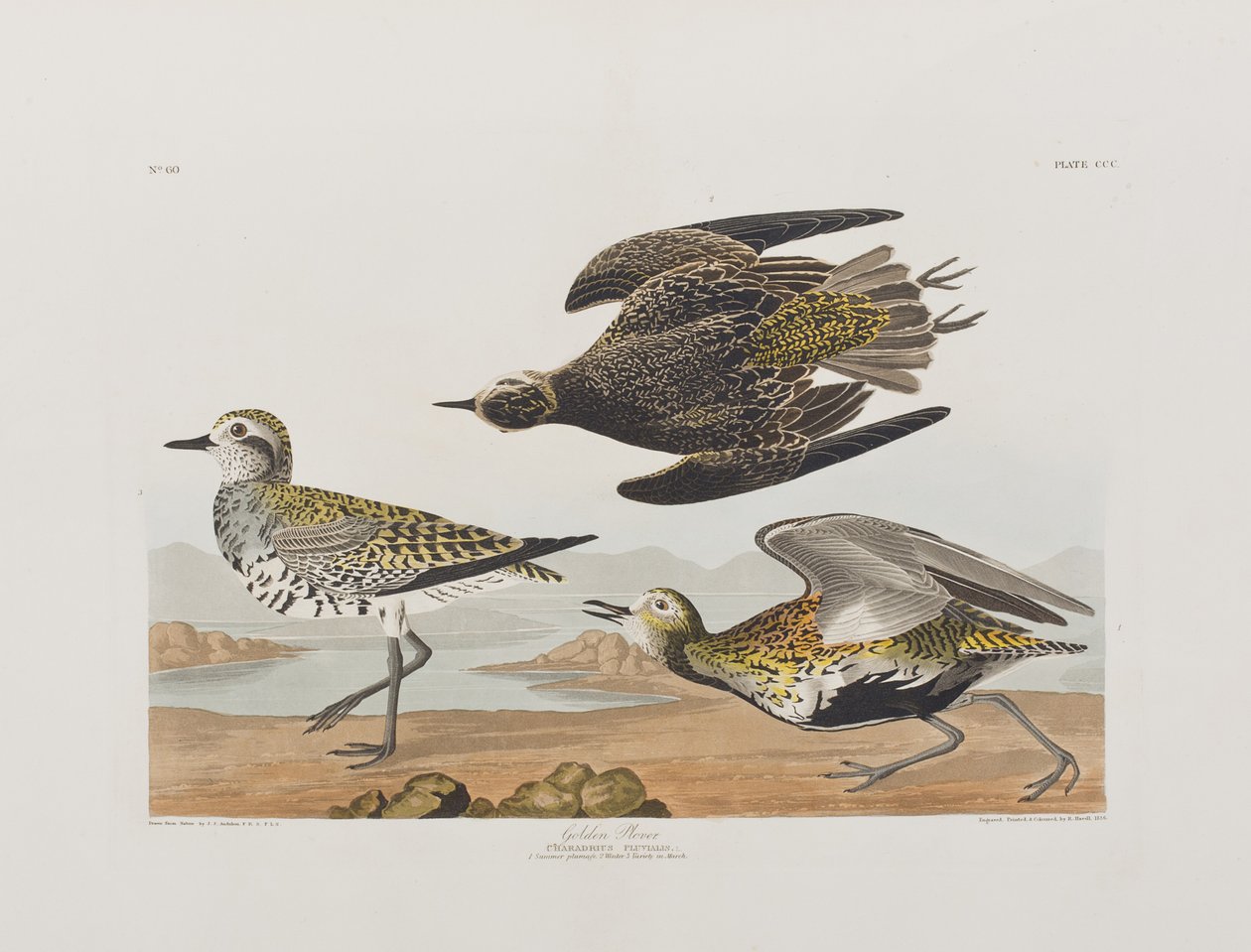 Illustration de 