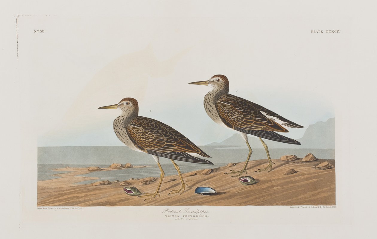 Illustration de 