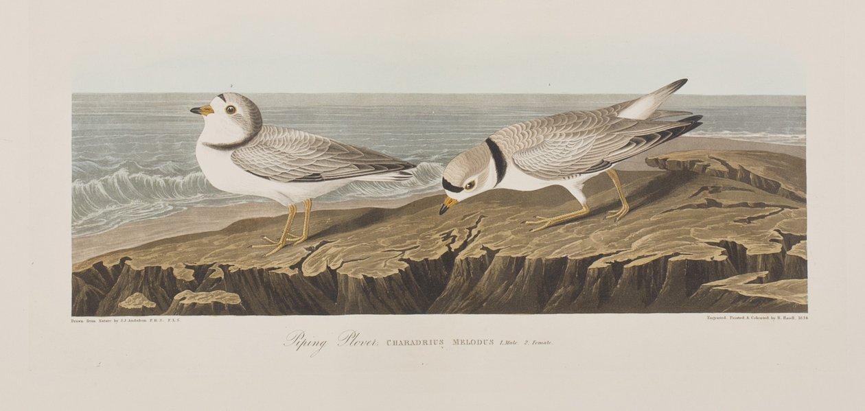 Illustration de 
