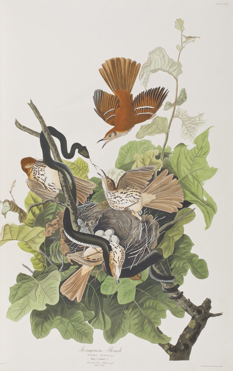 Illustration de 