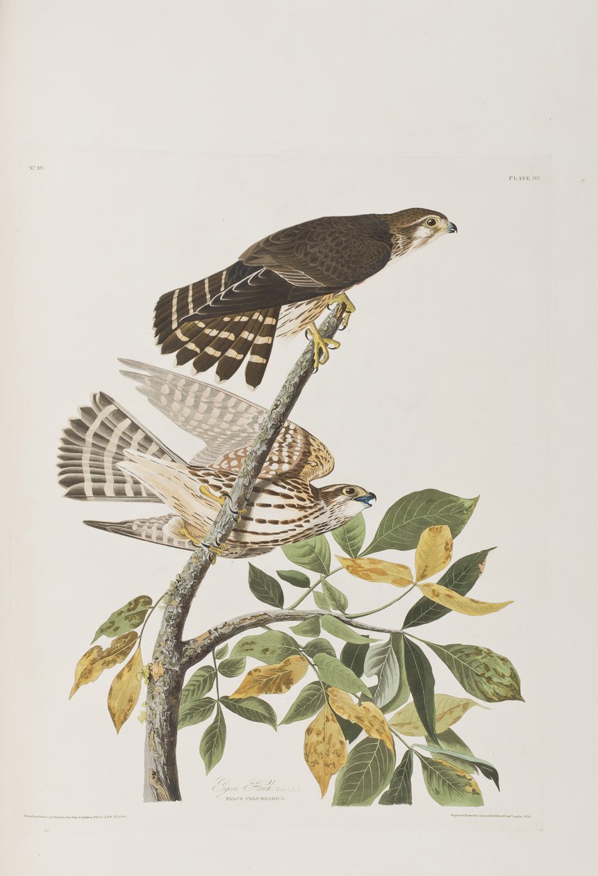 Illustration de 