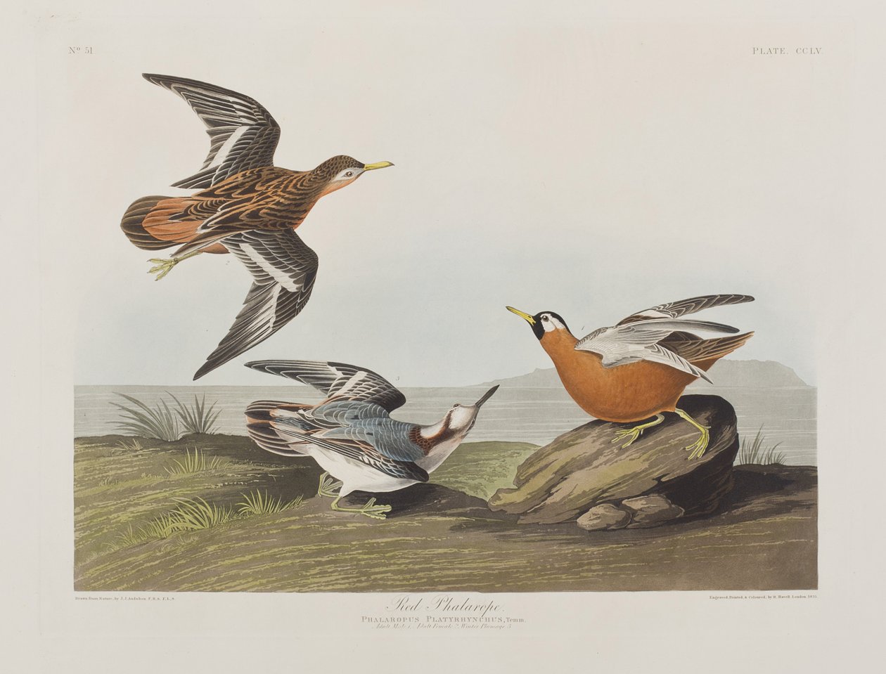 Illustration de 