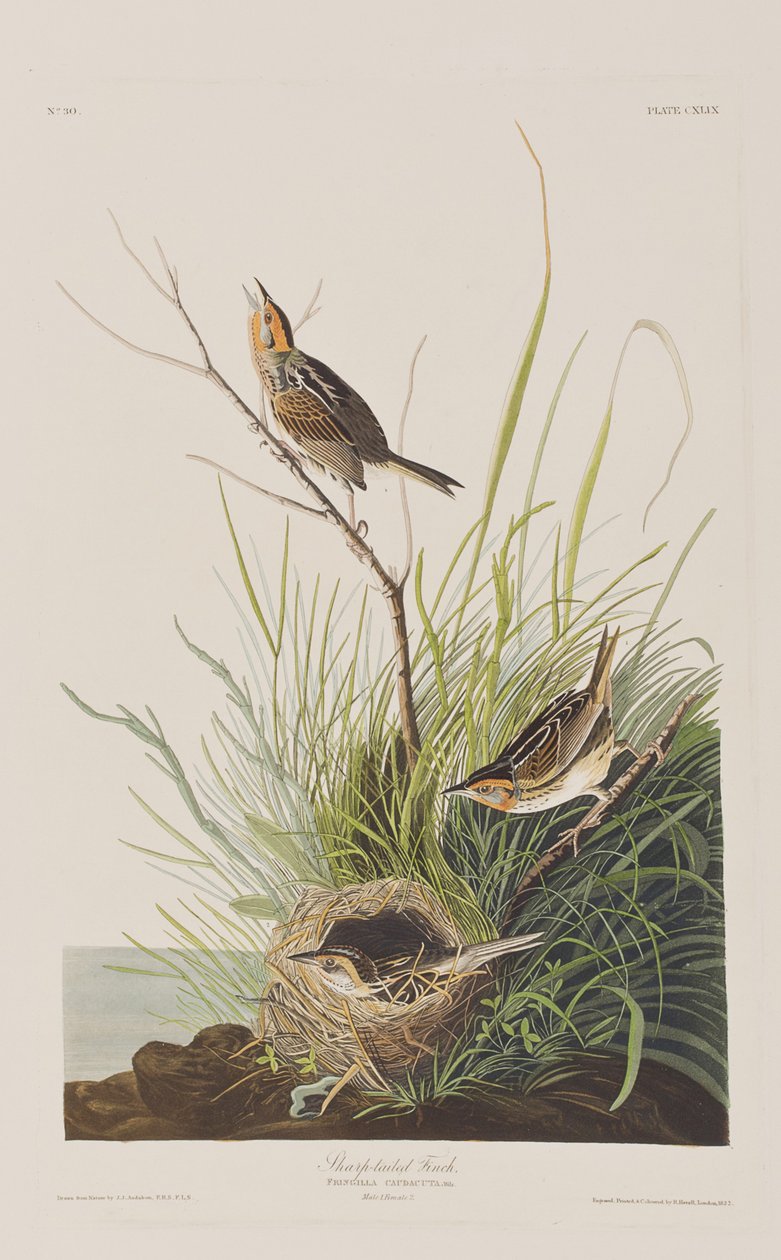 Illustration de 
