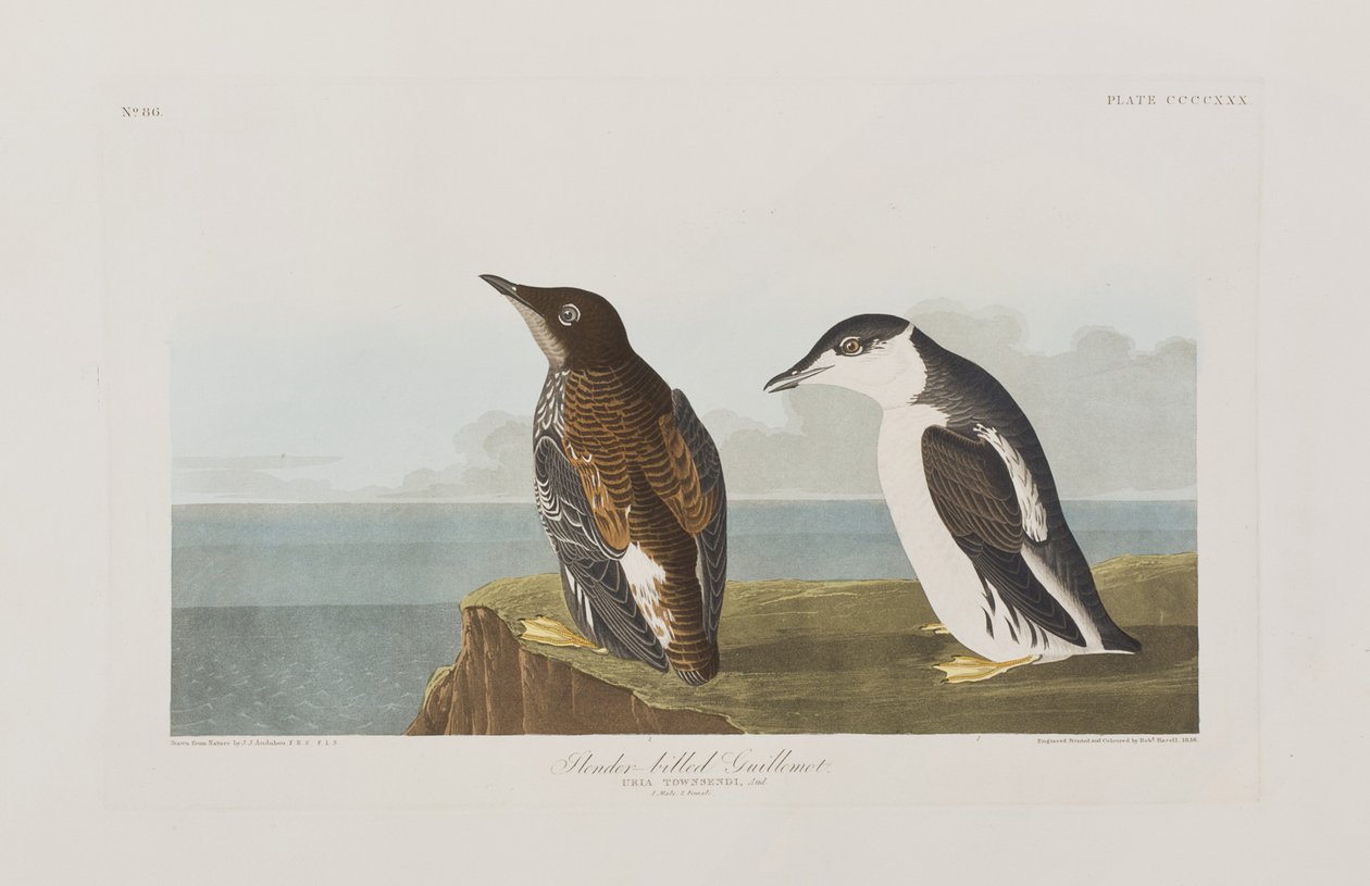 Illustration de 