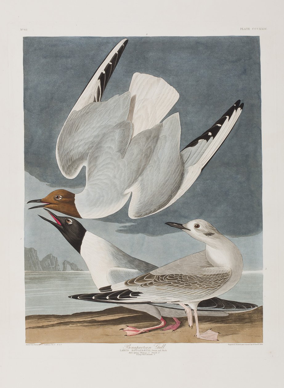 Illustration de 