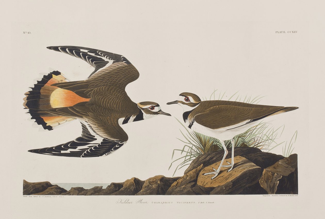 Illustration de 