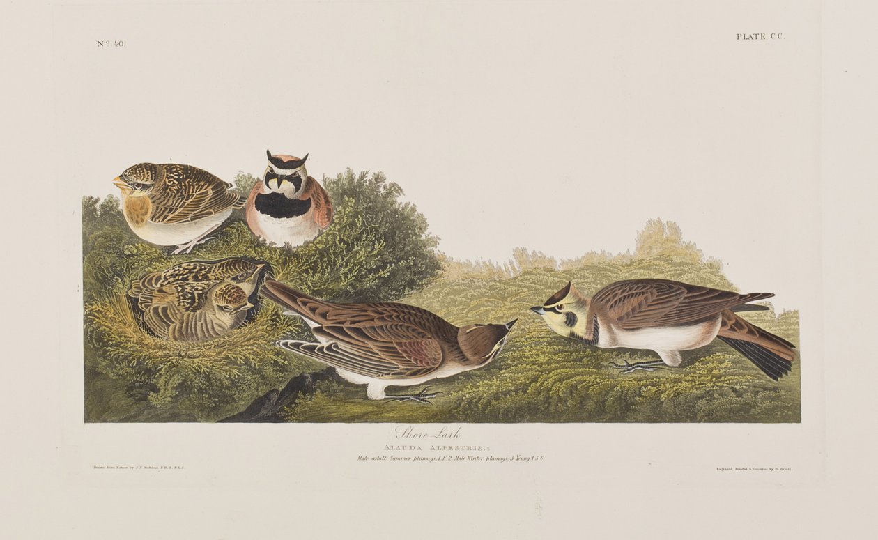 Illustration de 
