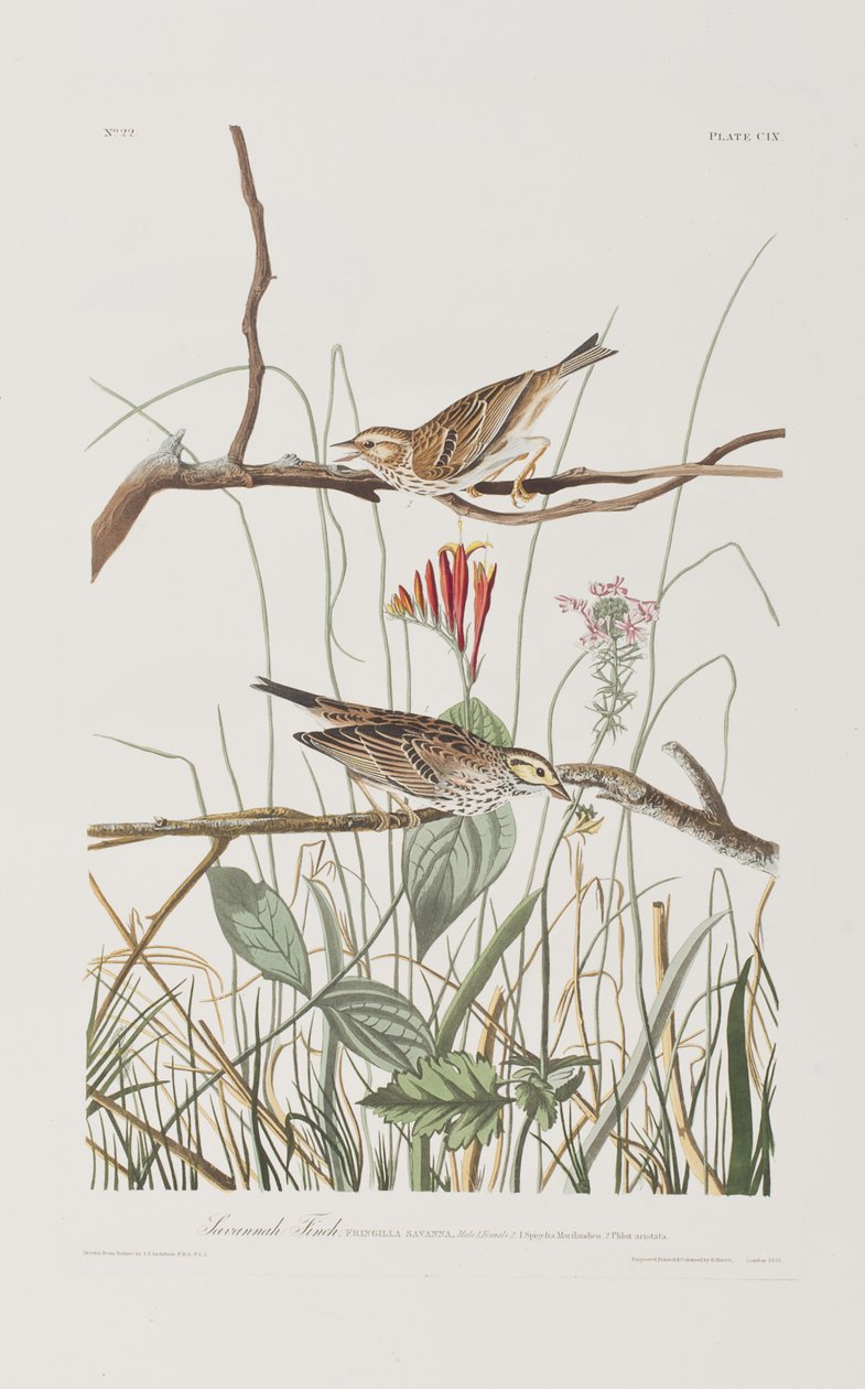 Illustration de 