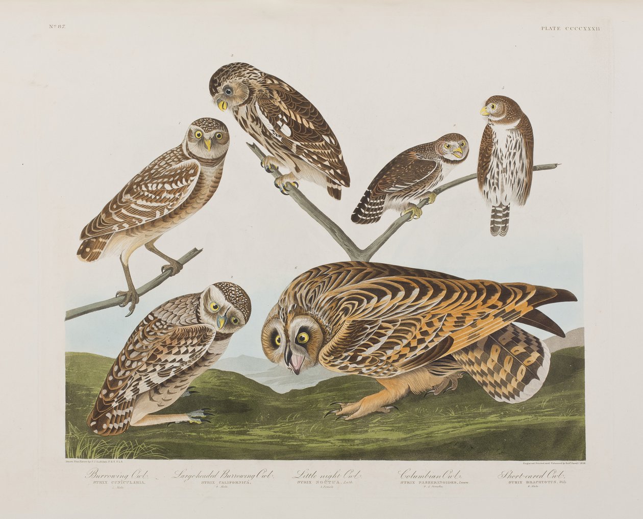 Illustration de 