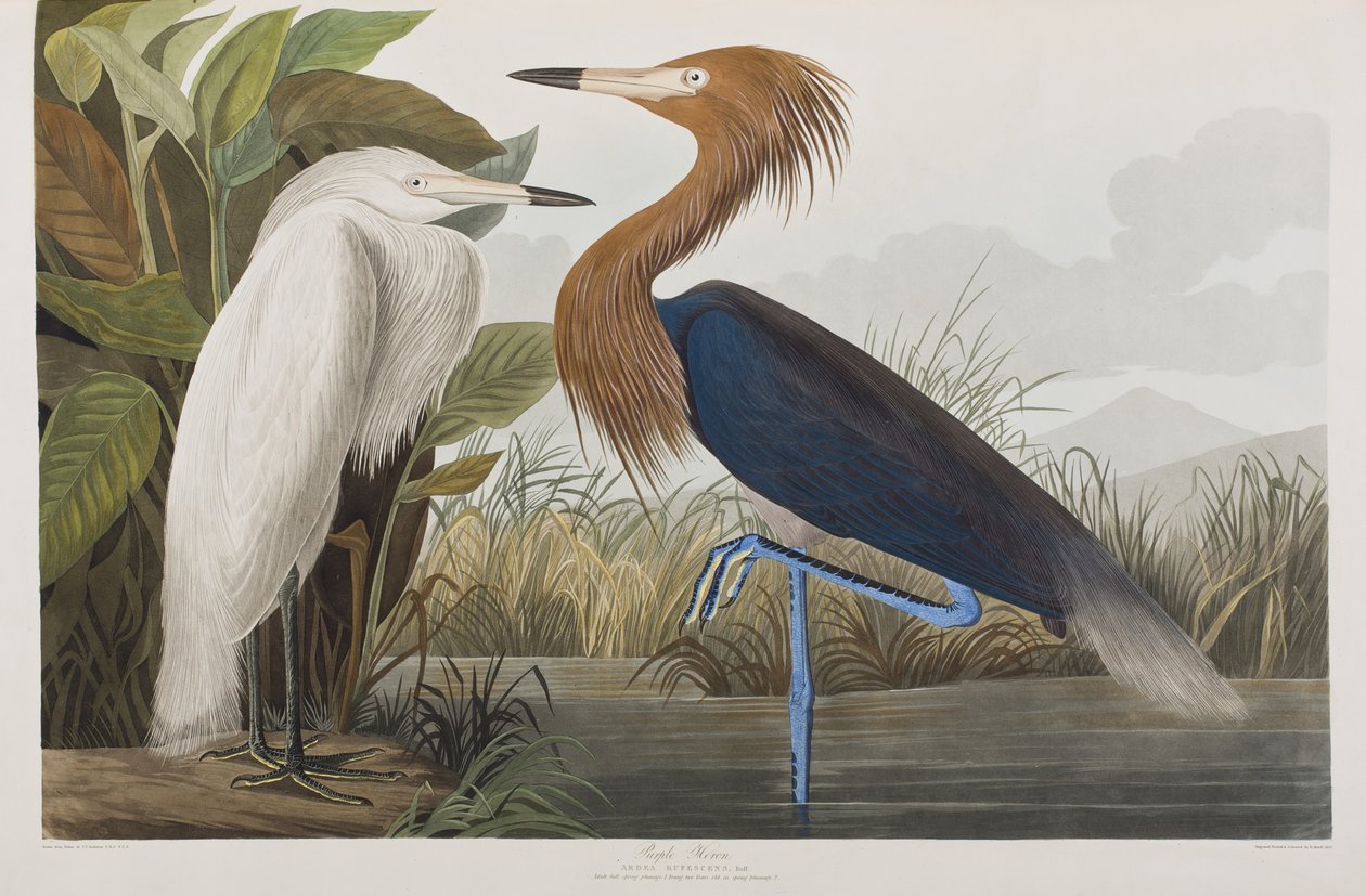 Illustration de 