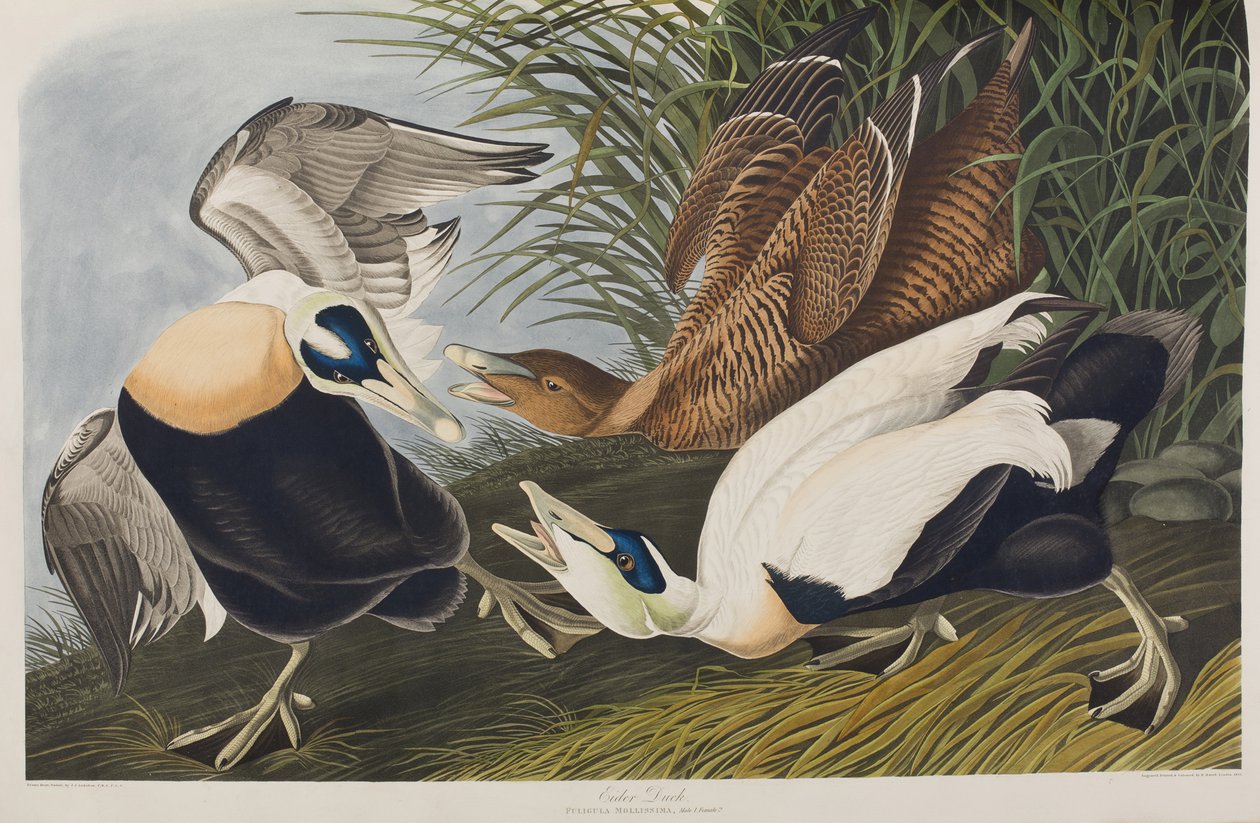 Illustration de 