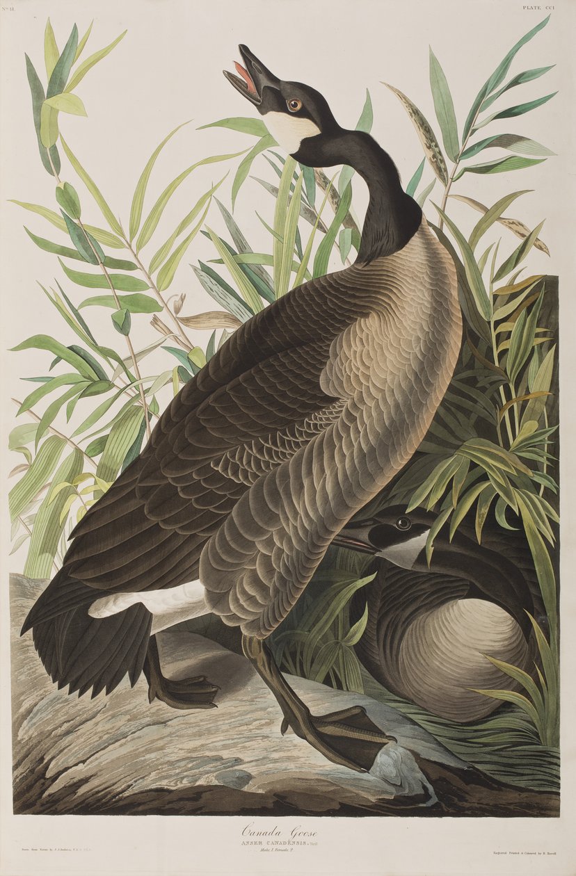 Illustration de 