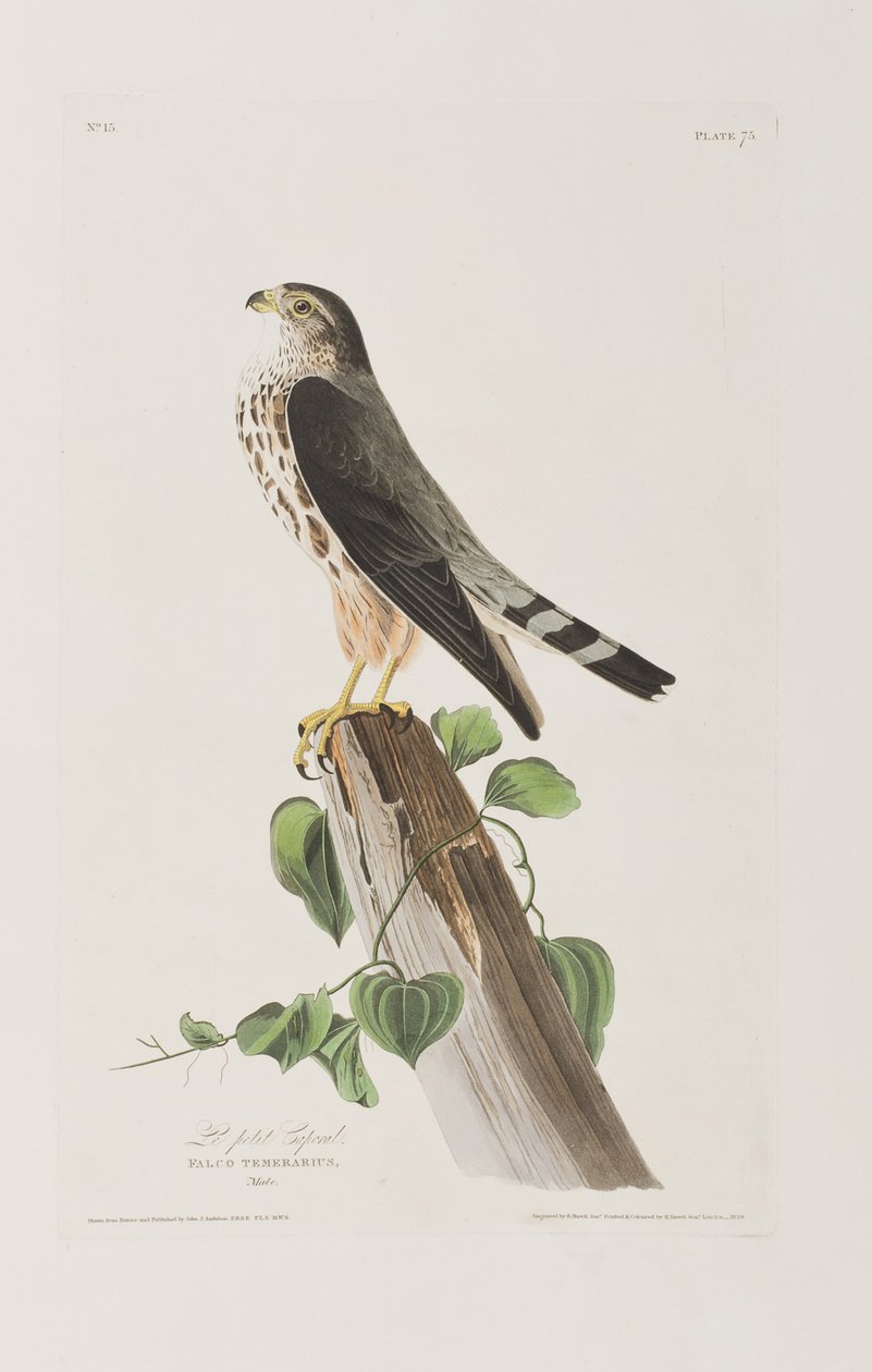 Illustration de 